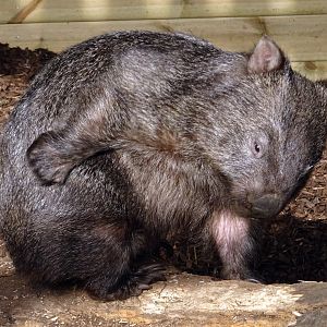 Common Wombat