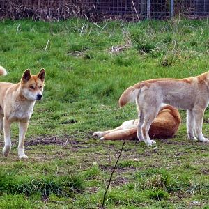 Fraser Island Dingos
