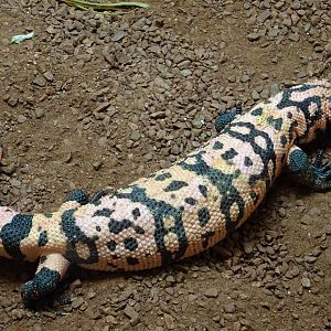 Gila Monster