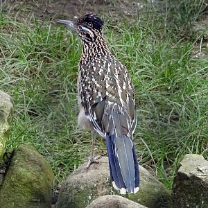 Greater Road Runner