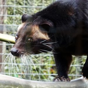 Sumatran White-Bearded Civet