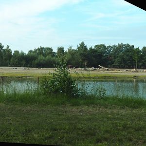 Southern white rhinoceros plains seen from cheetah drive-through exhibit, 2023-08-15