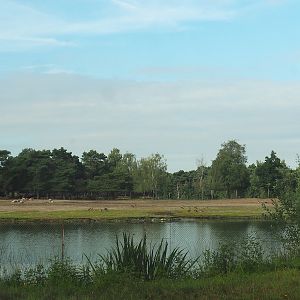 Southern white rhinoceros plains seen from cheetah drive-through exhibit, 2023-08-15