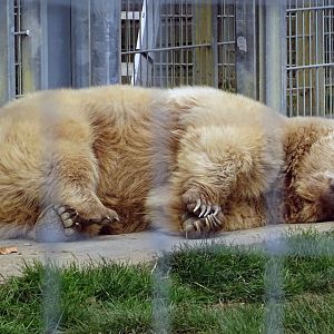 Syrian Brown Bear