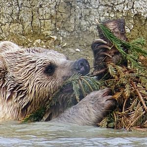 Syrian Brown Bear
