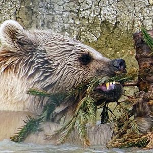 Syrian Brown Bear