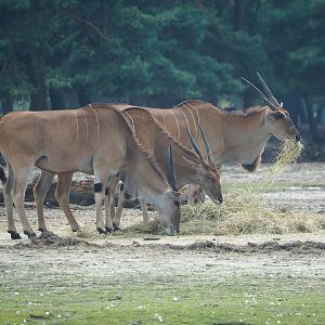 Common eland (Taurotragus oryx), 2023-08-15