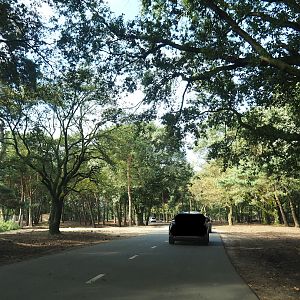 European forest drive-through section, 2023-08-15