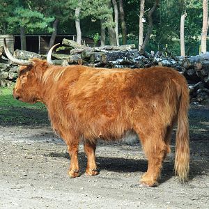 Scottish Highland cattle (Bos taurus), 2023-08-15