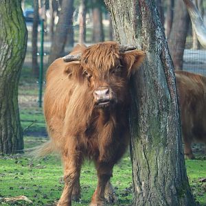 Scottish Highland cattle (Bos taurus), 2023-08-15