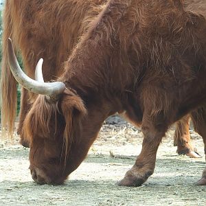 Scottish Highland cattle (Bos taurus), 2023-08-15