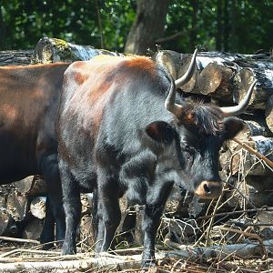 Heck cattle (Bos taurus), 2023-08-15