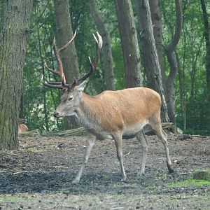 Central European red deer stag (Cervus elaphus hippelaphus), 2023-08-15