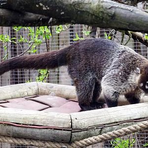 White-Nosed Coati