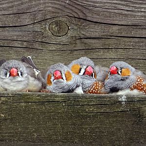 Zebra Finches