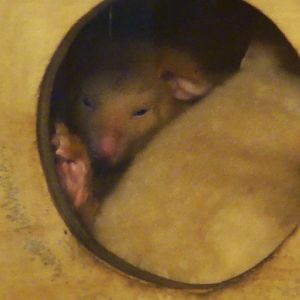 Tasmanian Golden Possum