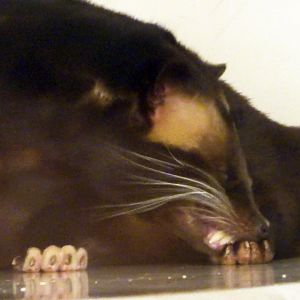 Sumatran White-Bearded Civet