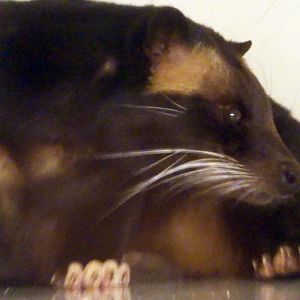 Sumatran White-Bearded Civet