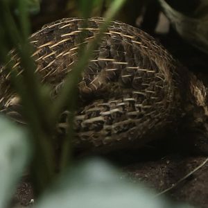 Phasianidae Species ID?