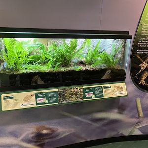 Common toad/Common frog exhibit 290224