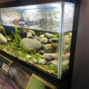 Great crested newt exhibit 290224