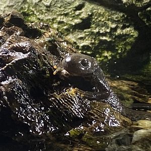 Great crested newt 290224