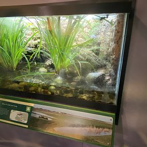 Pool frog exhibit 290224