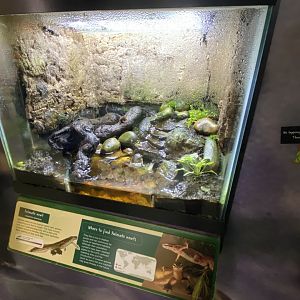 Palmate newt exhibit 290224