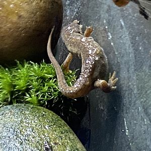 Palmate newt 290224