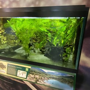 African clawed frog exhibit 290224