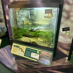 Alpine newt exhibit 290224