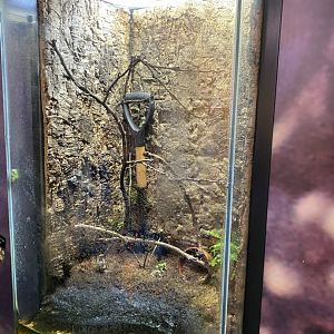 European tree frog exhibit 290224