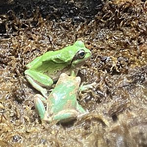 European tree frogs 290224
