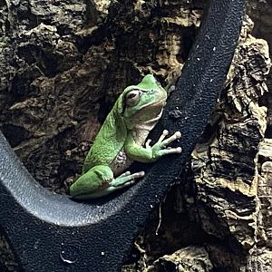 European tree frog 290224