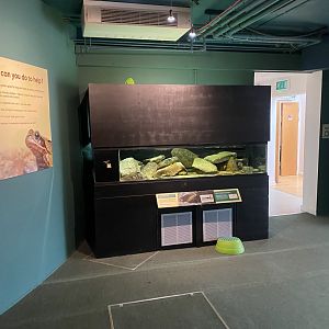 Lemon cichlid exhibit 290224