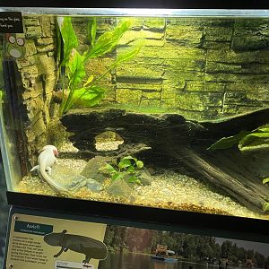 Axolotl exhibit 290224