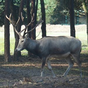 Père David's deer (Elaphurus davidianus), 2023-08-15