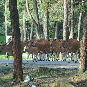 Javan banteng (Bos javanicus javanicus), 2023-08-15