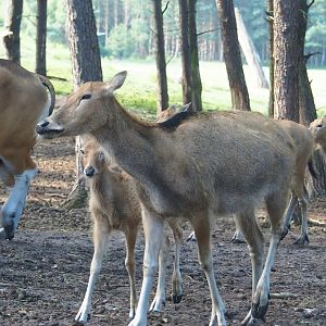 Père David's deer (Elaphurus davidianus), 2023-08-15