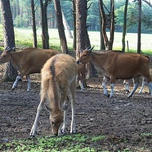 Père David's deer (Elaphurus davidianus), 2023-08-15