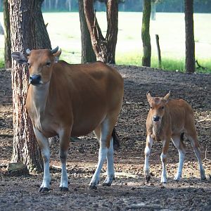 Javan banteng (Bos javanicus javanicus), 2023-08-15