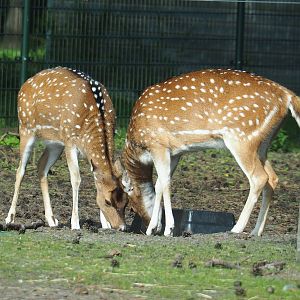 Chital (Axis axis), 2023-08-15