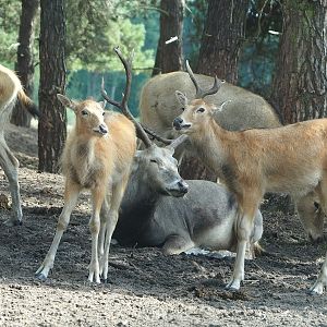 Père David's deer (Elaphurus davidianus), 2023-08-15