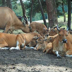 Javan banteng (Bos javanicus javanicus), 2023-08-15