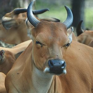 Javan banteng (Bos javanicus javanicus), 2023-08-15
