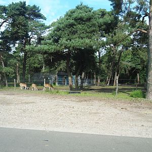 Asian forest drive-through section, 2023-08-15