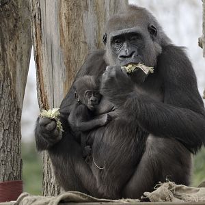 Mjukuu & infant (eating & drinking)