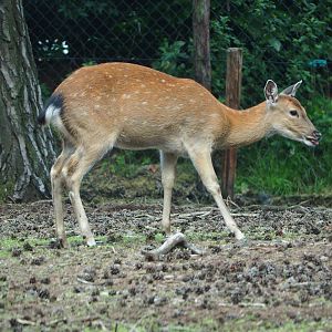 Vietnamese sika deer (Cervus nippon pseudaxis), 2023-08-15