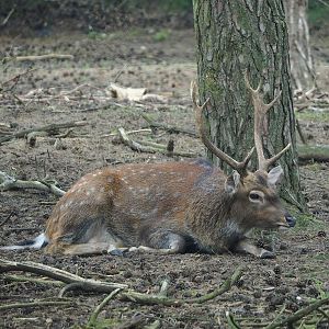 Vietnamese sika deer (Cervus nippon pseudaxis), 2023-08-15