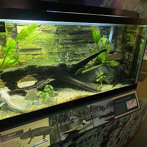 Axolotl exhibit 290224